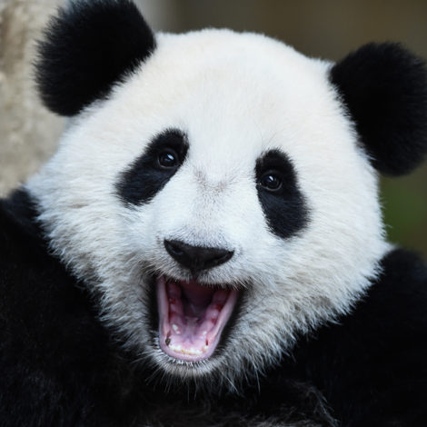 La minute de science ::: Le panda géant
